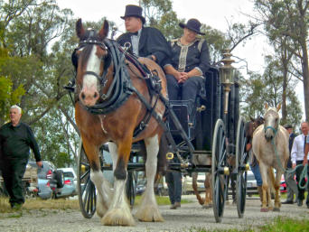 The beautifully turned out horse drawn hearse at Dru Mackieson's funeral service at the Buchan Cemetery in February 2013.